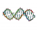 DNA_double_helix_horizontal.png